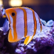 Butterflyfish