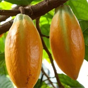 Cacao Tree (Theobroma Cacao)
