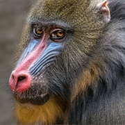 Mandrill