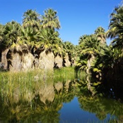 Thousand Palms Oasis Preserve