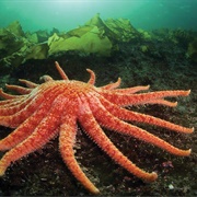 Sunflower Sea Star