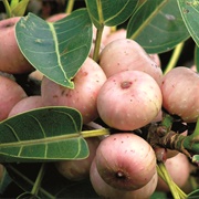 White Fig (Ficus Virens)
