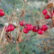Red Bryony (Bryonia Dioica)
