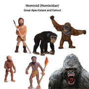 Hominidae