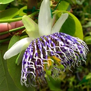 Sea Anemone Passion Flower (Passiflora Actinia)