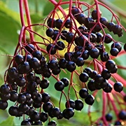 Elderberries