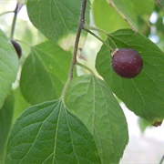 Common Hackberry (Celtis Occidentalis)