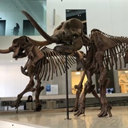 Longest Known Mastodon Trackway