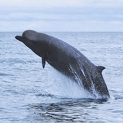 Northern Bottlenose Whale