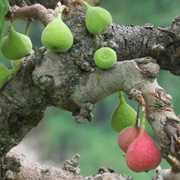 Punjab Fig (Ficus Palmata)