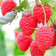 Majestic Raspberries