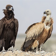 Cinereous Vulture