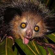 Aye-Aye