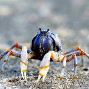 Light-Blue Soldier Crab
