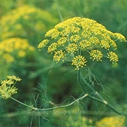 Finocchietto Selvatico