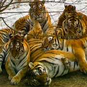 An Ambush of Tigers