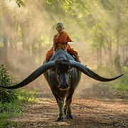 Domestic Water Buffalo