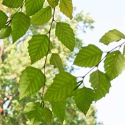 River Birch Leaves