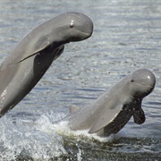 Irrawaddy Dolphin