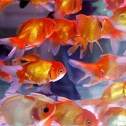 A Troubling of Goldfish