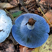 Indigo Milk Cap Mushroom