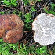 Oregon Brown Truffle (Kalapuya Brunnea)