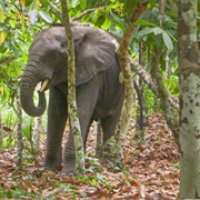 African Forest Elephant