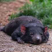 Tasmanian Devil