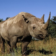 Black Rhinoceros