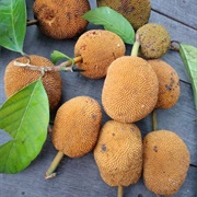Keledang (Artocarpus Lanceifolius)