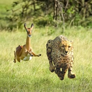 Thundercat & Tame Impala - No More Lies - Single