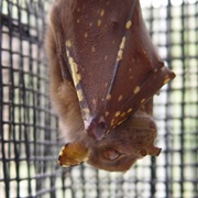 Queensland Tube Nosed Bat