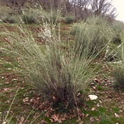 Arabian Wild Almond (Prunus Arabica)