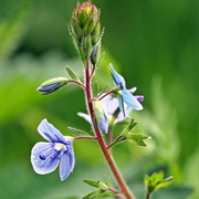 Heath Speedwell (Veronica Officinalis)