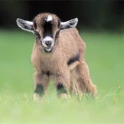 Bottle Fed a Baby Goat