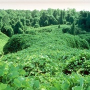 Fairy Kudzu
