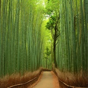 Arashiyama Bamboo Forest, Kyoto, Japan