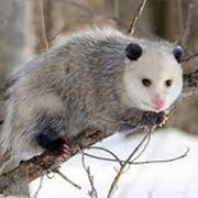 Turkey Ridge Wildlife Area (Vinton County)