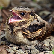 Whippoorwill