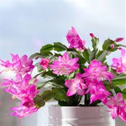 Thanksgiving Cactus