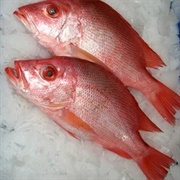 Red Bream