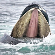 Humpback Whale