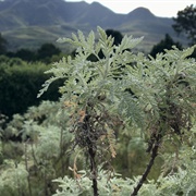 Wormwood  (Sahih Muslim)