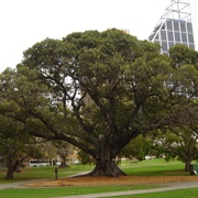 Moreton Bay Fig Tree