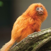 Golden Lion Marmoset