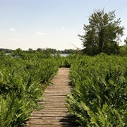 Cranberry Bog State Nature Preserve