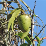 Annona Longiflora