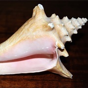 The Shell