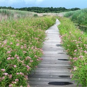 Mentor Marsh State Nature Preserve