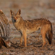 African Golden Wolf